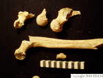 L_V20d5008 A16.60 R814 lR ta femorae right side.JPG L_V20d5008 A16.60 R814 lR ta femorae right side